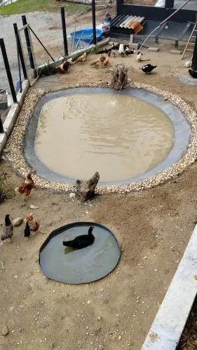 Venda de Patos
