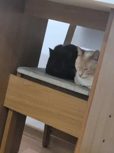 Doação de gata fêmea em torno de 08 meses
