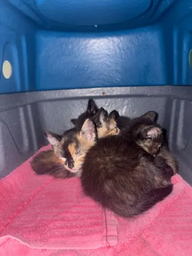 Gatinhos Filhotes