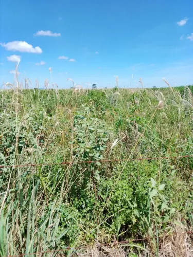 Terreno / Imóvel Rural em Flor de Maio - São Francisco de Itabapoana - 43.014 m²