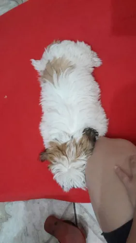 Shih tzu