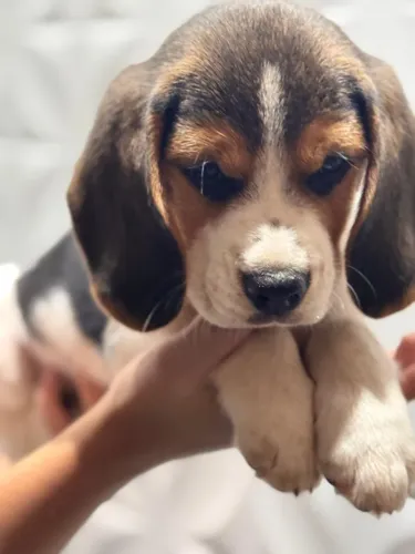 beagles fofo