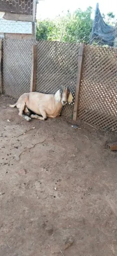 Cabra Adulta 
