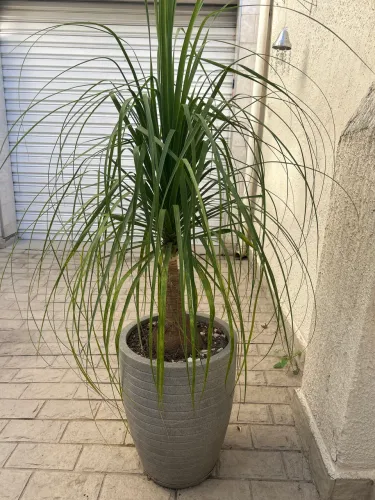 Planta área externa ou interna 