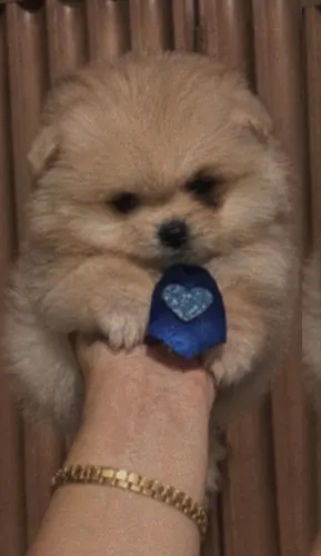 Cachorrinho Lulu da pomerania pra adoção responsável