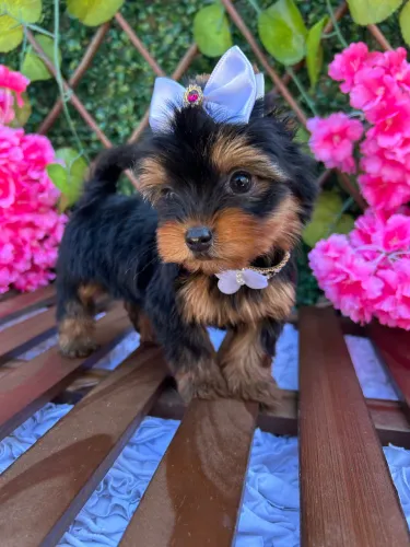 Yorshire Terrier