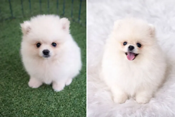 Lulu miniaturinha 