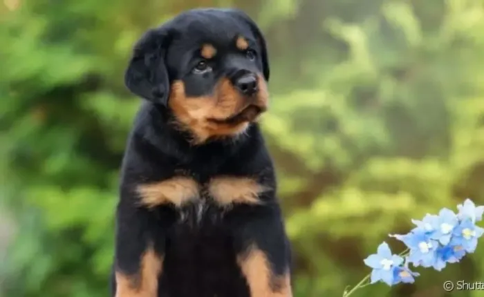Filhote Rottweiler com Pedigree