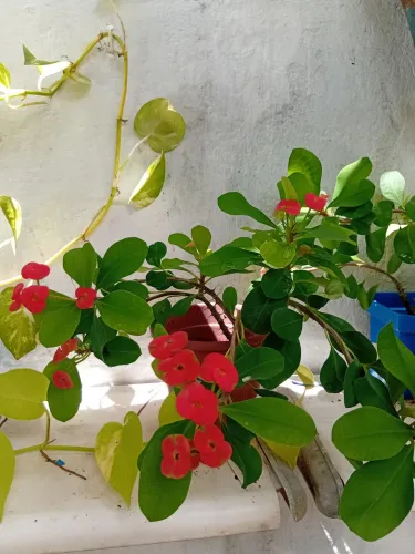 Planta muda coroa de cristo.