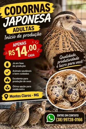 Codorna japonesa 