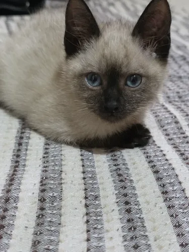Filhote gatinho persa