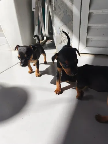 Pinscher macho 
