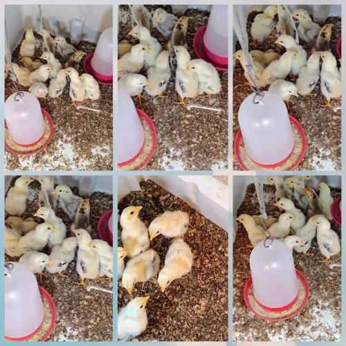 Lote com 10 pintinhos da raça Mura valor r$ 300 individual r$ 60