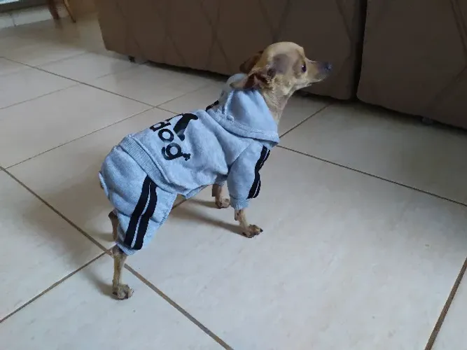 Pinscher miniatura (0 com 1)