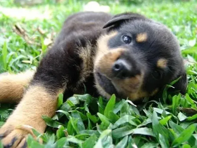 Filhote Rottweiler Macho com Excelente Estrutura