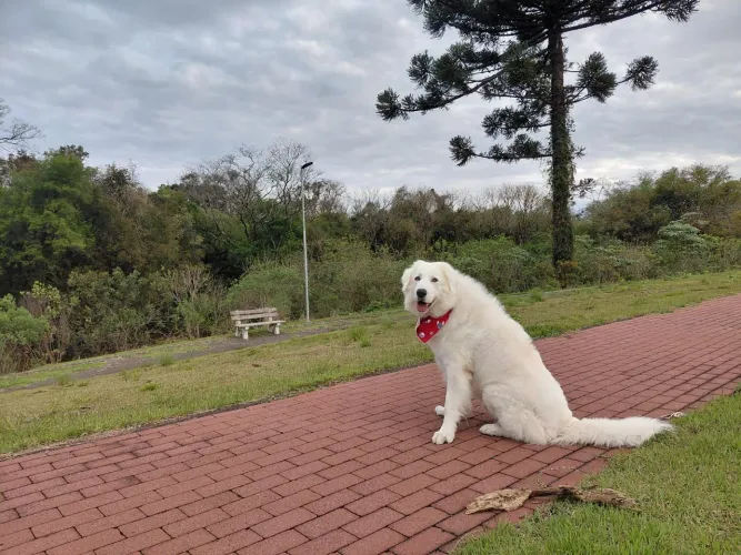Procura-se Fêmea de Kuvasz