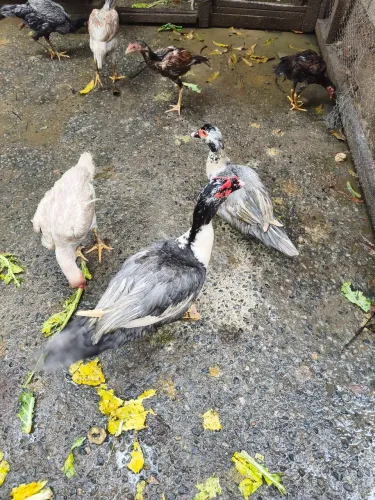 Vendo casal de pato coisa linda
