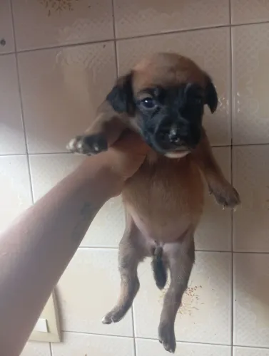 Cachorrinha para adoção 