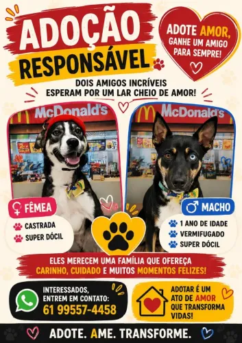 Husky mestiço 