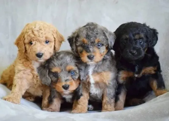 Cachorro poodle toy cores variadas