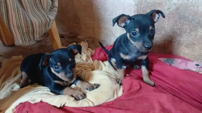 Filhotes Pinscher