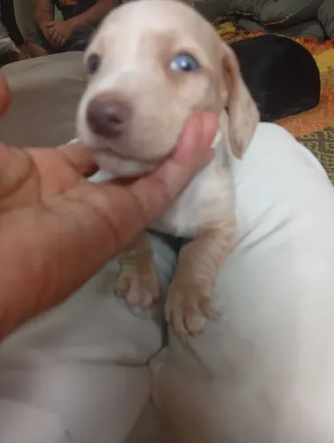 Cofap areia olhos azuis macho