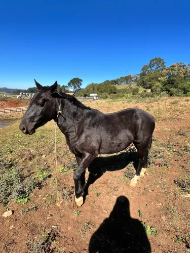 Vendo cavalo manso de corda sem papel mas é super dócil 