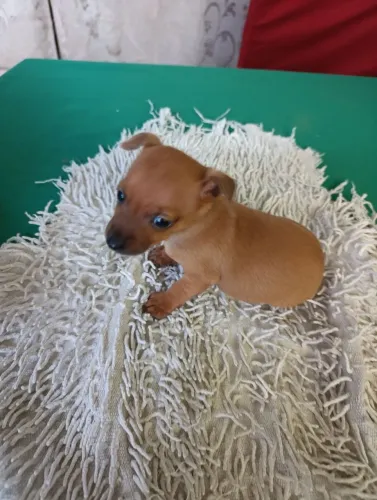Pinscher n 01