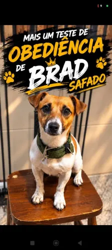 Jack Roussel Terrier para cobertura/ cruzar