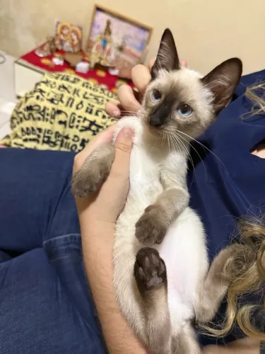 Gatinha pra adoção