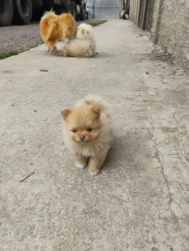Cachorro Spitz alemao