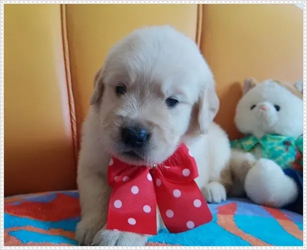 Golden Retriever com Pedigree. Macho e Fêmea.
