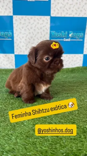 Shihtzu macho & femea de pronta entrega exóticos