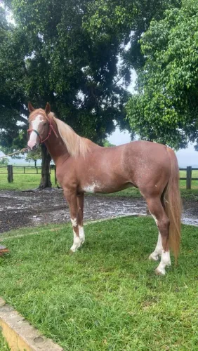 Cavalo Mangalarga registrado 