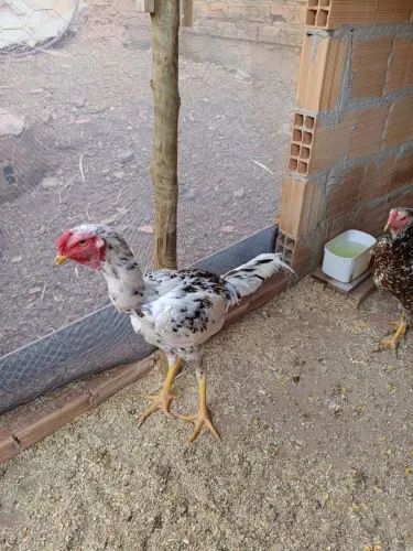 Vendo frango gigante mil flores