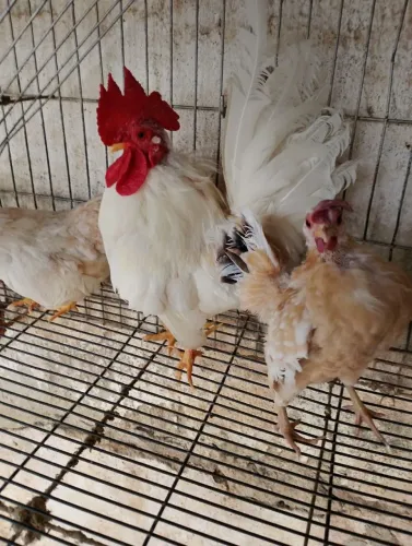 Galo e galinhas Serama