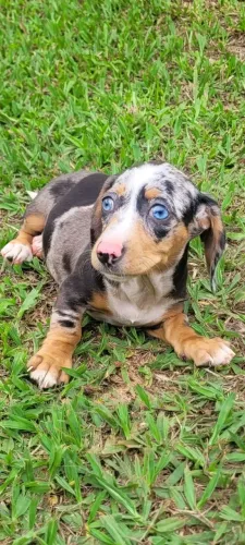 Basset Teckel Linda Fêmea