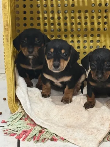Dachshund