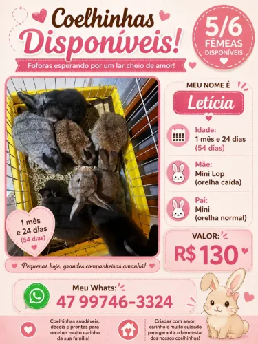 Filhotes de coelho a venda