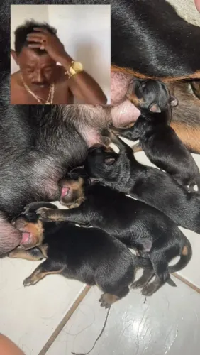 Filhotes de hottweiler