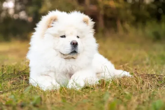 ? Ninhada de Chow Chow | Reserve Seu Novo Companheiro