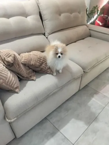 Vendo filhote de cachorro 