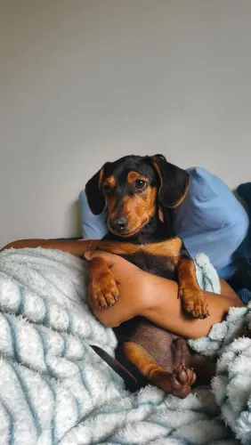 Cachorro dachshund/salsicha preto com marrom macho