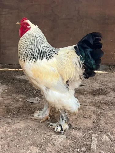 Galo Brahma Lite