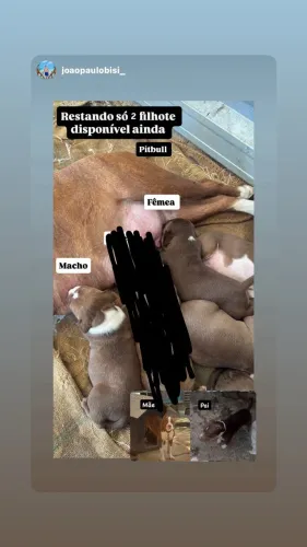 Animal 