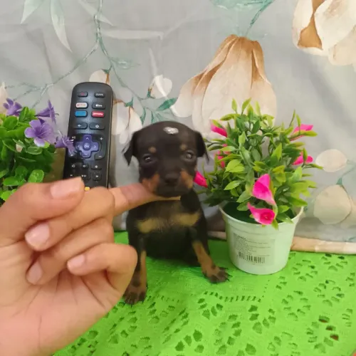 Pinscher 0 fêmea