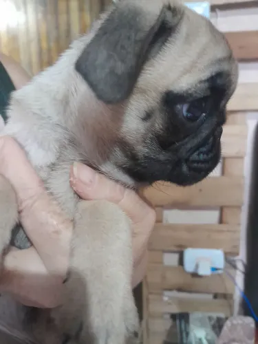Filhote de pug macho