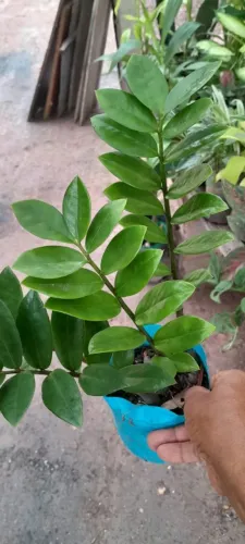 Plantas variadas
