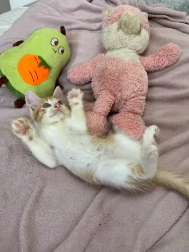 Gato Cheddar Filhote para Doação! Faço Entrega