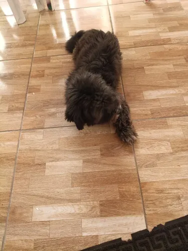 Doace cachorro pudoou misturado com salsicha 